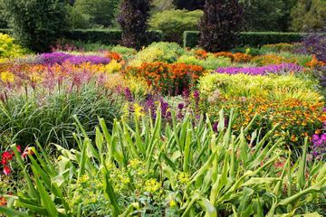 Flores de jardin